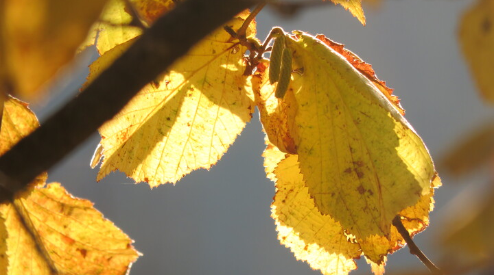 Wandergruppe Herbst 4 | © DAV Kulmbach Wandergruppe