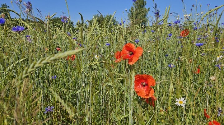 Wandergruppe Sommer 4 | © DAV Kulmbach Wandergruppe